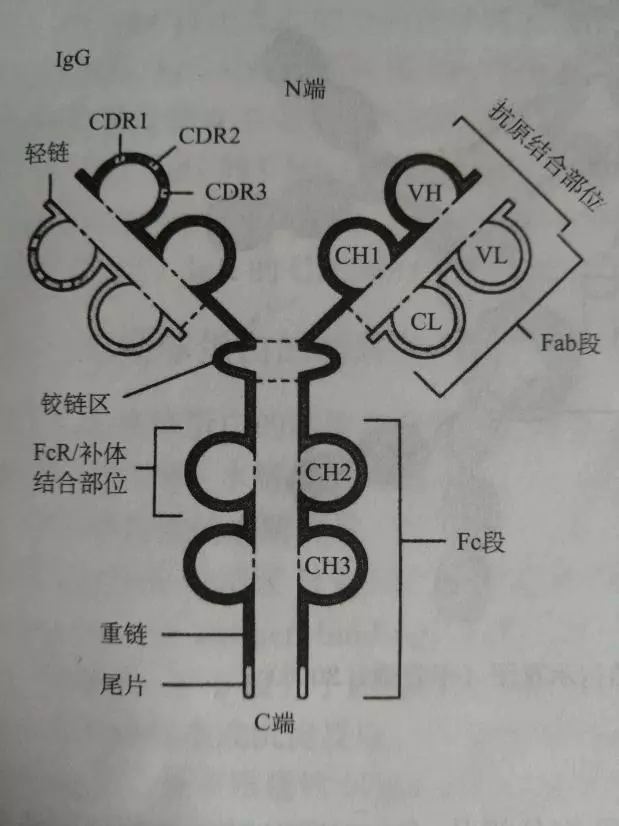 五分钟了解免疫 | 抗体如何以变应变？