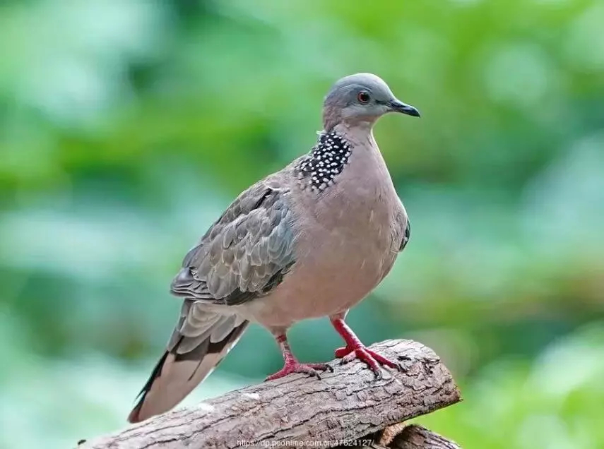 Spotted dove