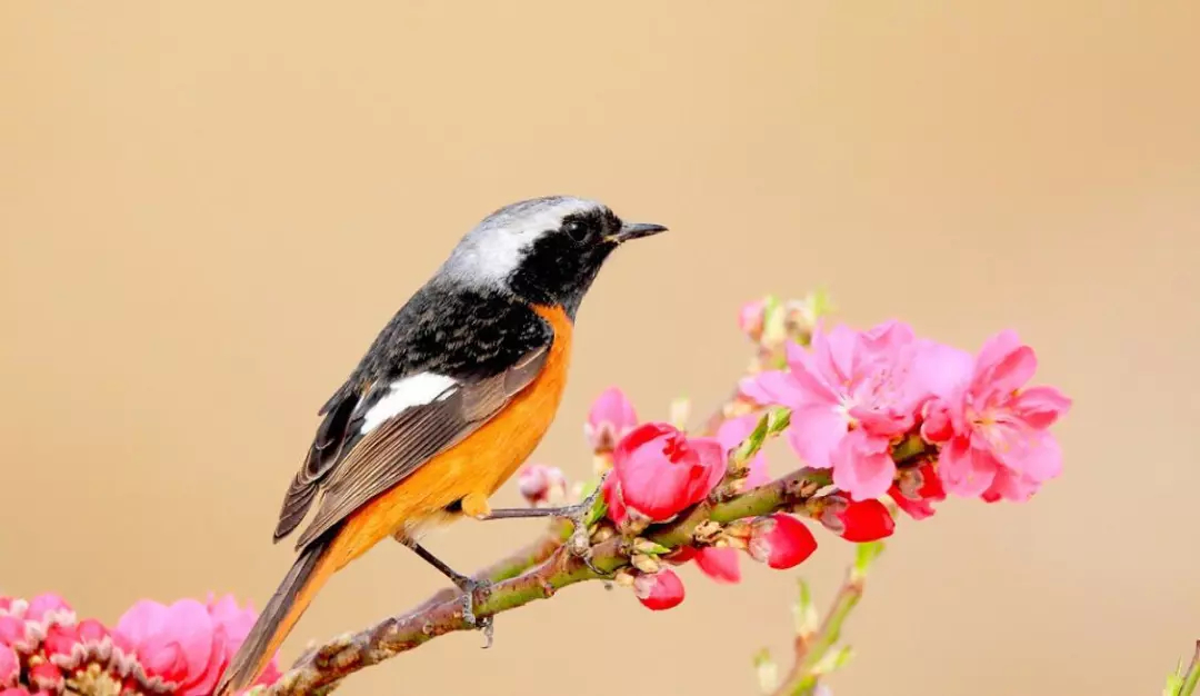 Daurian redstart
