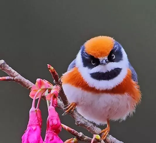 Black-throated bushtit
