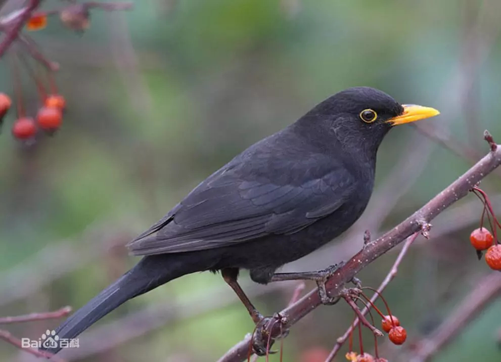 Chinese blackbird