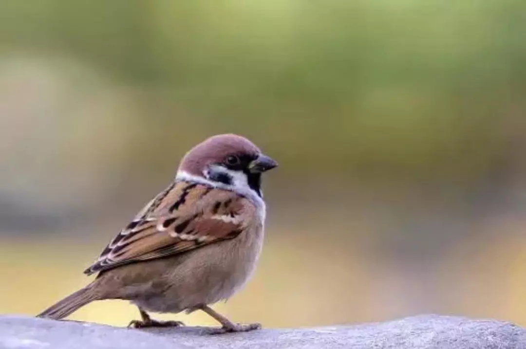 Eurasian tree sparrow