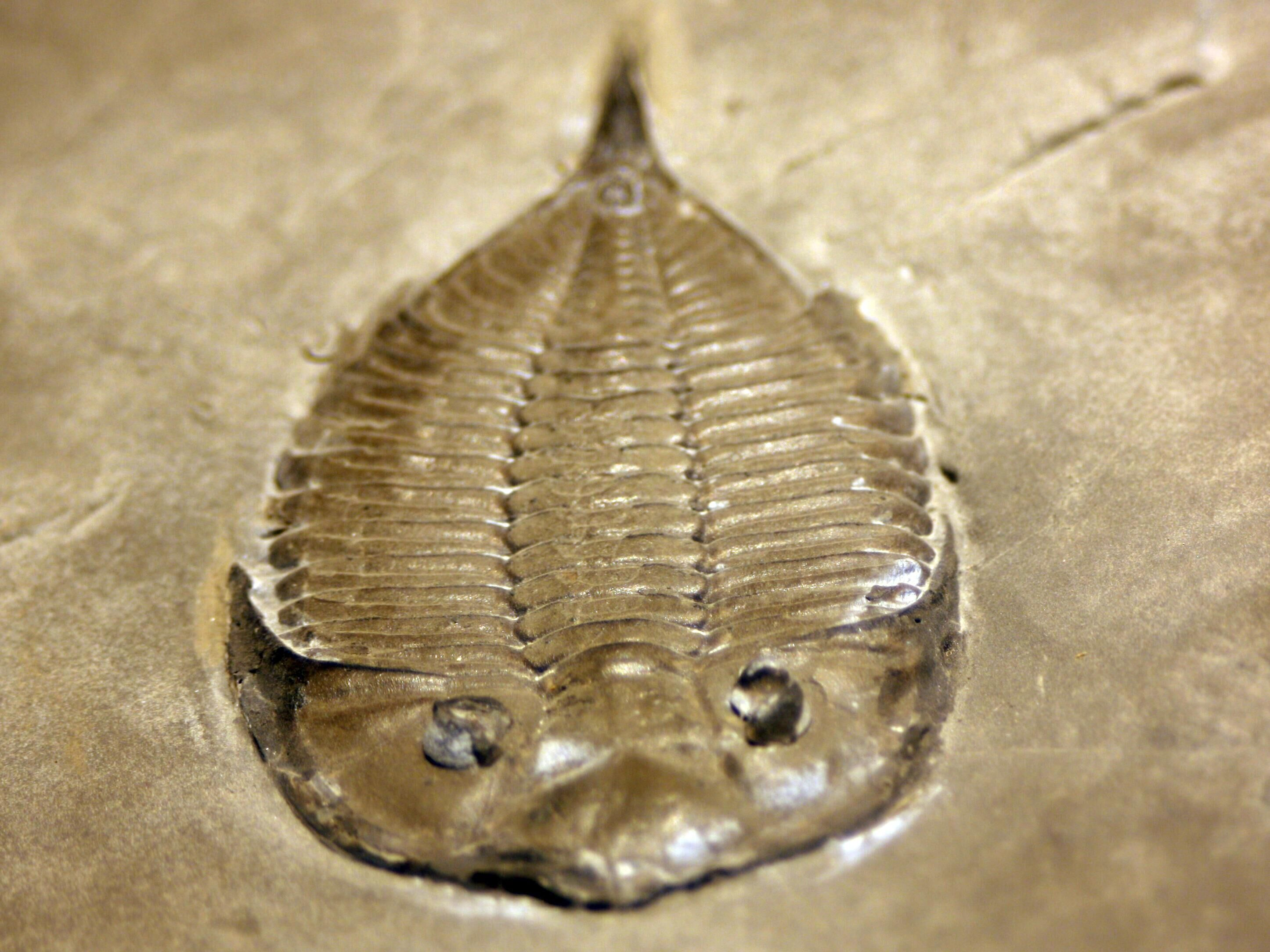 The Cambrian Explosion and Representative Early Life