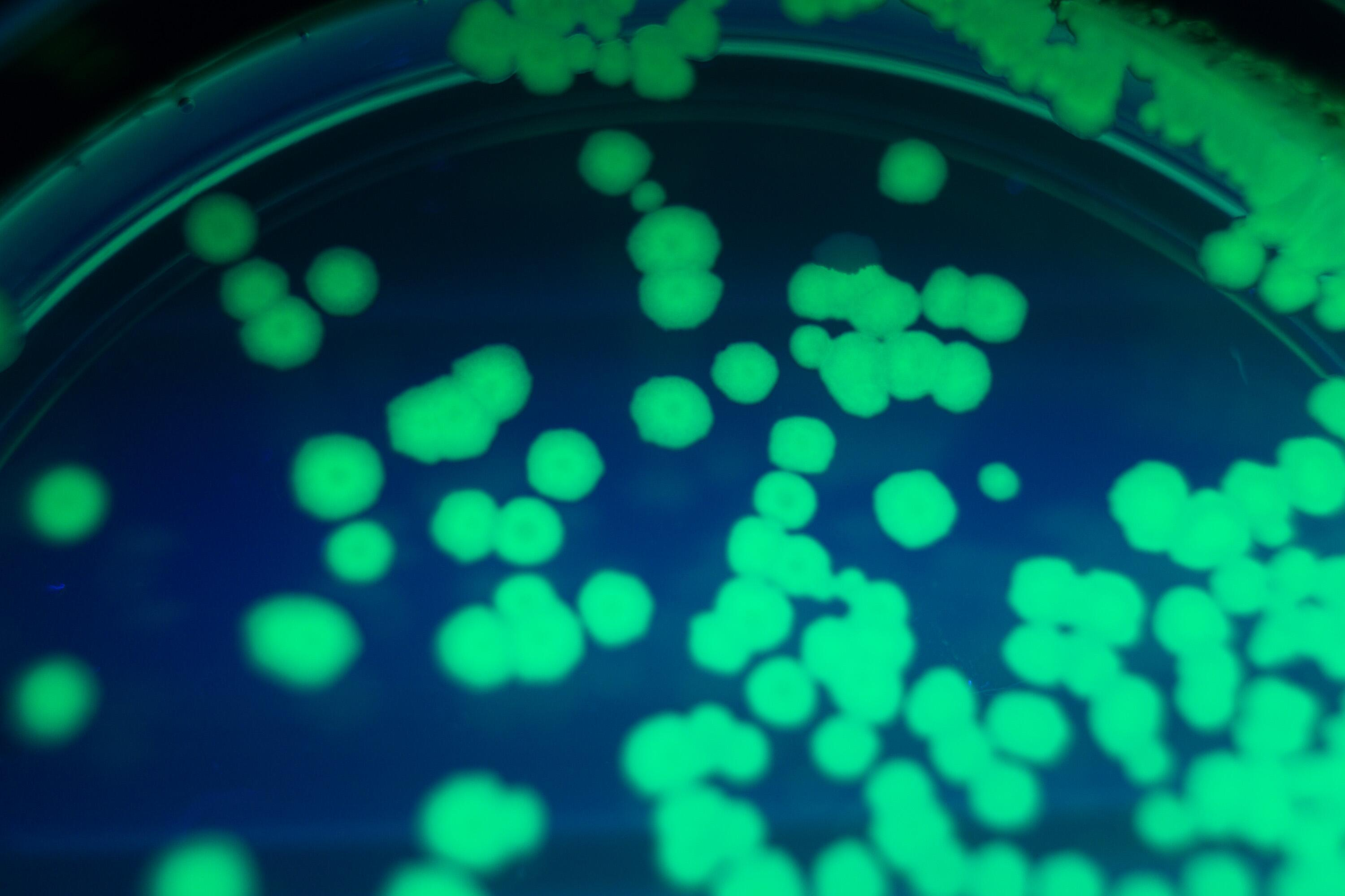 A Brief History of Fluorescent-Protein Research and the Mechanisms of Fluorescence