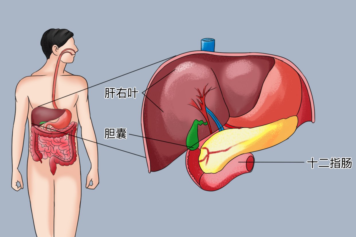 肝脏、胆囊和十二指肠的关系